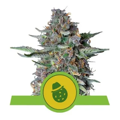 Royal Queen Seeds Do-Si-Dos Automatic Balenie: 10 ks