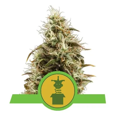 Royal Queen Seeds Royal Jack Auto Balenie: 10 ks