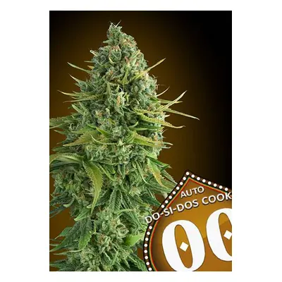 00 seeds Auto Do-si-dos-cookies Balenie: 5 ks