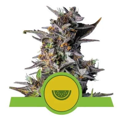 Royal Queen Seeds Watermelon Automatic Balenie: 10 ks