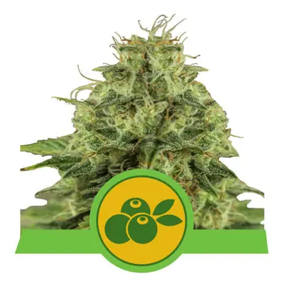 Royal Queen Seeds Haze Berry Auto Balenie: 5 ks