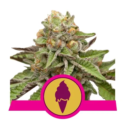 Royal Queen Seeds Green Gelato Fem 0 % THC 5 ks Balenie: 25 ks