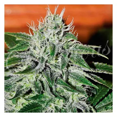 Delicious Seeds Critical Jack Herer Balenie: 10 ks