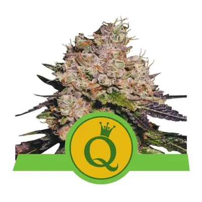 Royal Queen Seeds Purple Queen Auto 0 % THC 5 ks Balenie: 25 ks