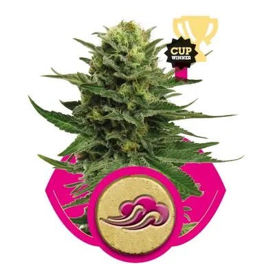 Blue Mystic 5 ks feminizované semienka Royal Queen Seeds