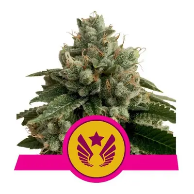 Legendary OG Punch - feminizovaná semienka 5 ks Royal Queen Seeds