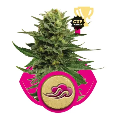 Blue Mystic - feminizované semienka 3 ks Royal Queen Seeds