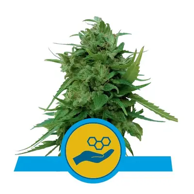 Solomatic CBD - samokvitnuce semienka 5 ks Royal Queen Seeds