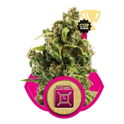 Sour Diesel - feminizované semienka 10ks Royal Queen Seeds