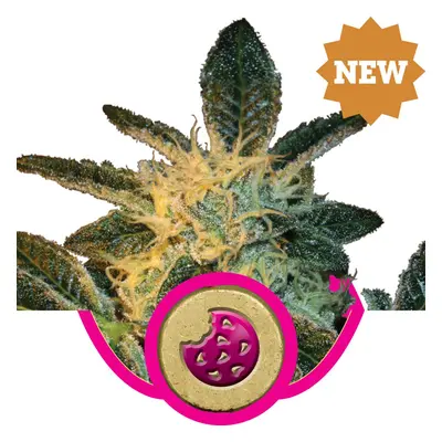 Royal Cookies - feminizované semienka 10 ks Royal Queen Seeds