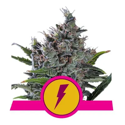 North Thunderfuck - feminizovaná semienka 5 ks Royal Queen Seeds